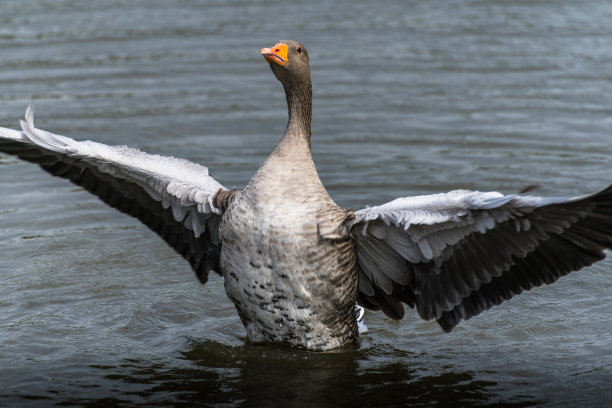鸭子在飞行图片下载