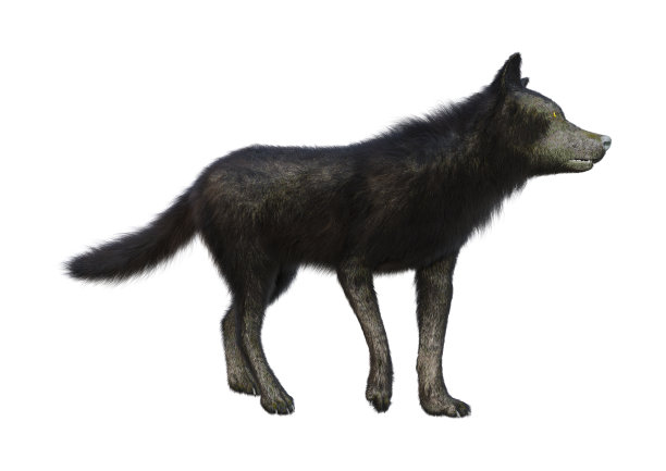 3D插图黑狼在白色图片下载