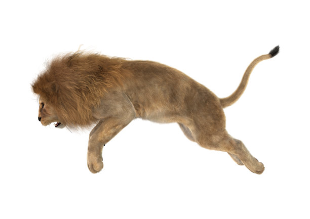 3D插图雄性狮子在白色图片下载