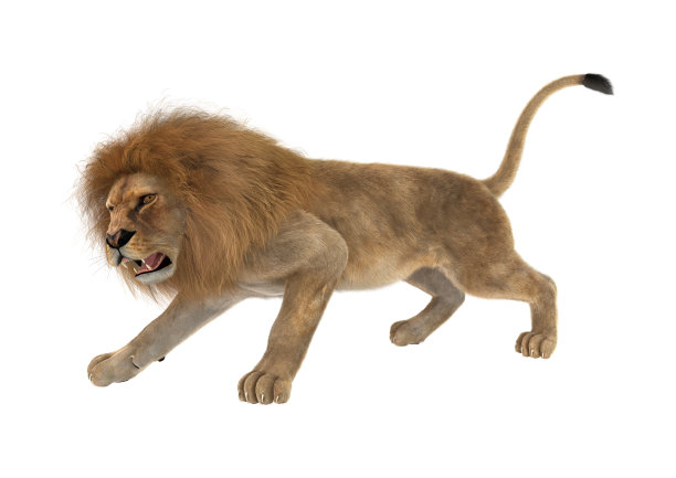 3D插图雄性狮子在白色图片下载