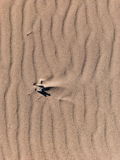 桑迪模式图片下载