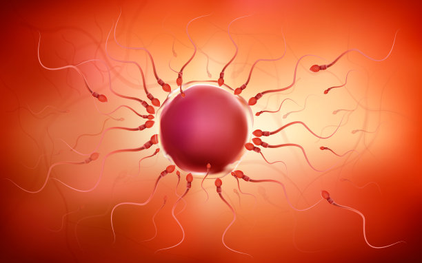 一个精子是人类精液。在白色的背后图片下载