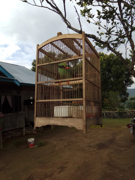 鸟在笼子里图片下载