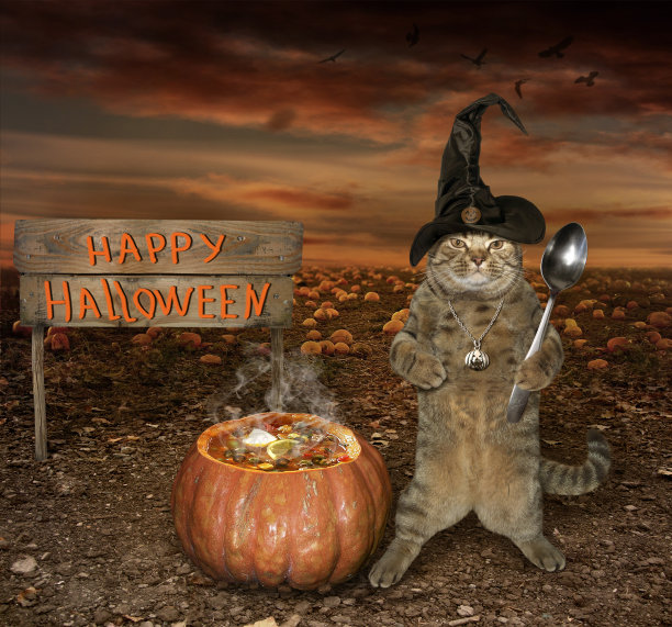 猫调制了一剂神奇药水图片下载