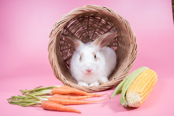 篮子里的小兔子，新鲜的黄色玉米和橙色胡萝卜图片下载