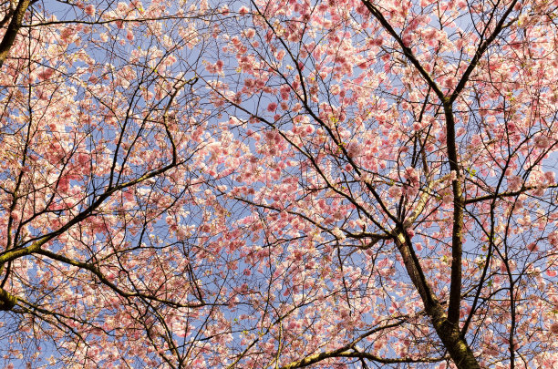 樱花图片下载