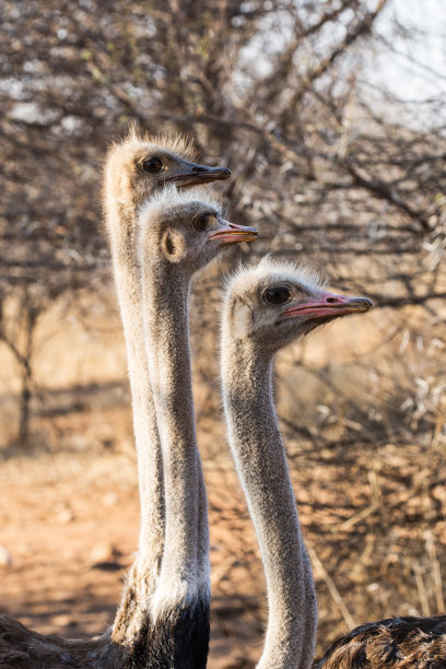 三只鸵鸟的特写图片下载