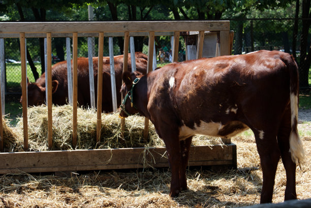 在里弗代尔公园农场吃牛图片下载