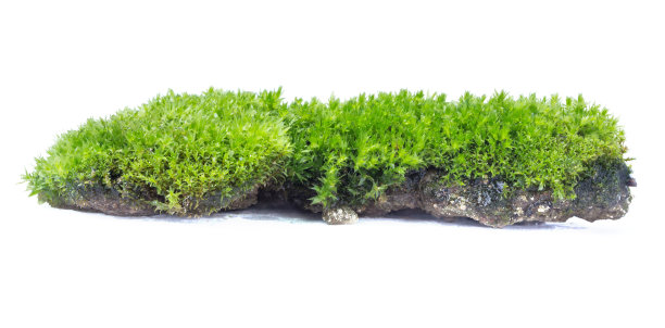 白色背景上孤立的绿色苔藓。图片下载