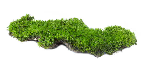 白色背景上孤立的绿色苔藓。图片下载