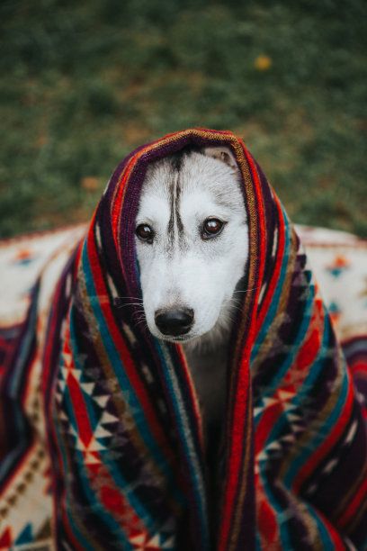 美丽的西伯利亚哈士奇狗覆盖民族格子图片下载