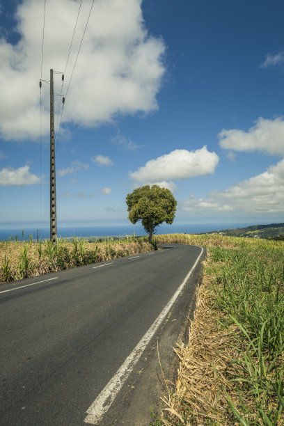 路中间经过一片甘蔗田，留尼旺岛图片下载