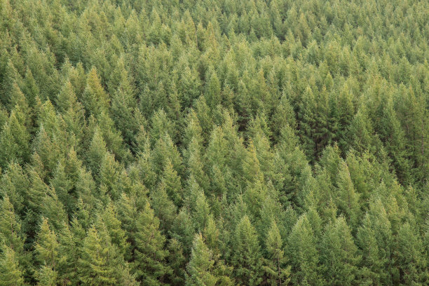 9月一个下雨的下午，从斯诺登尼亚悬崖步道俯瞰Barmouth和Coed-y-Brenin森林的风景图片图片下载