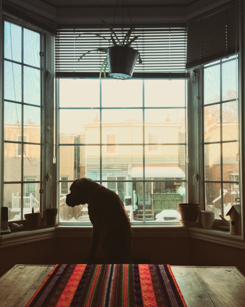 橱窗上的鲍克瑟小狗图片下载