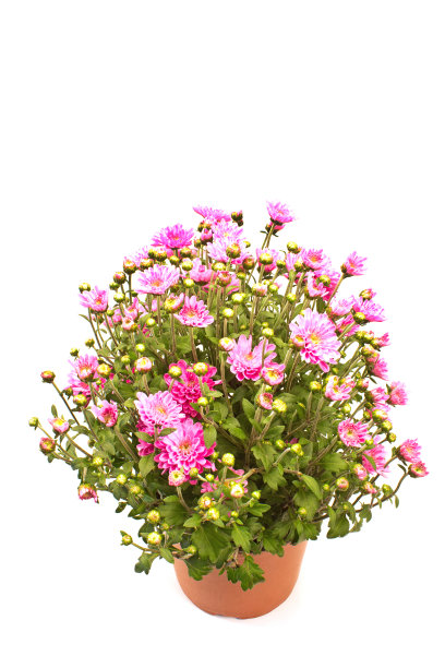 菊花孤立在白色上图片下载