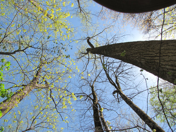 伸向春天图片下载