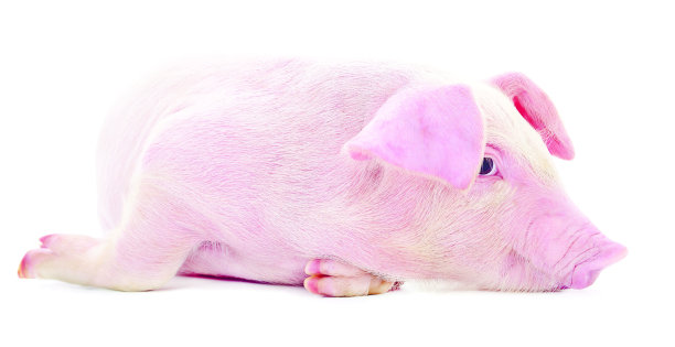 小粉红猪被隔离。图片下载