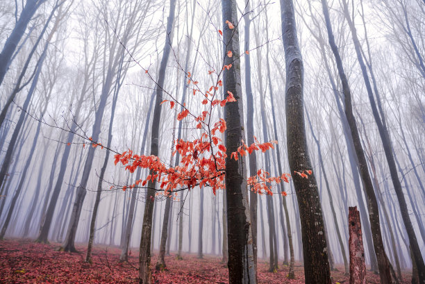 奇怪的树图片下载