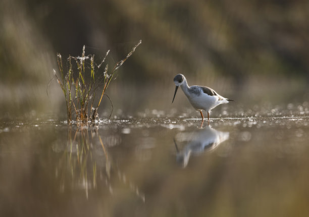 Black-winged高跷图片下载