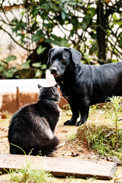 狗和猫的友谊图片下载