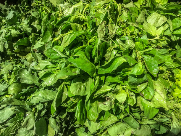 健康的蔬菜图片下载