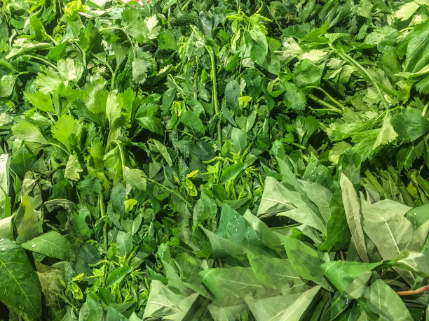 健康的蔬菜图片下载