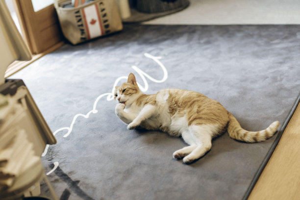 VDCM002 猫图片下载