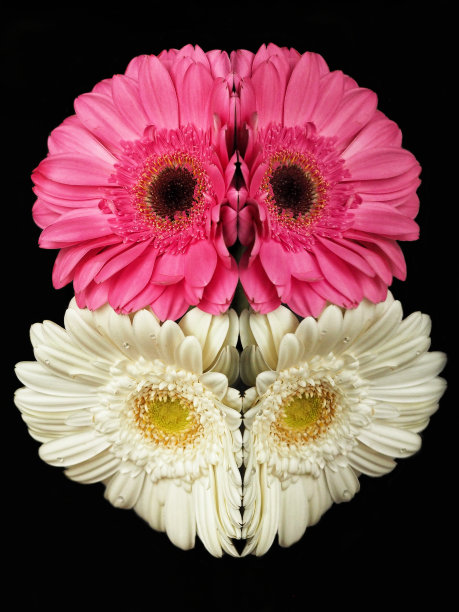 镜像花图片下载