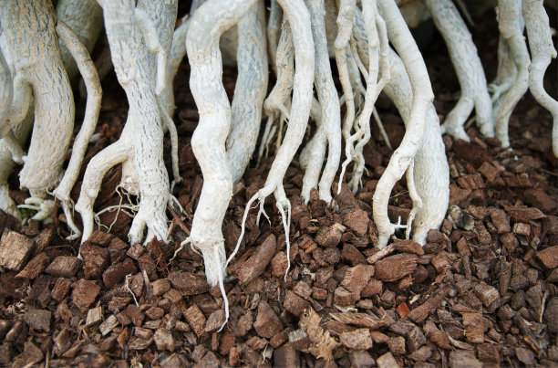 土壤上的植物根:抽象背景图片下载