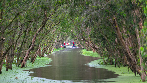 在阳光明媚的早晨，千层林素材图片