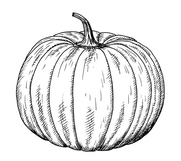 南瓜素描-葫芦手写生，黑白插图图片下载