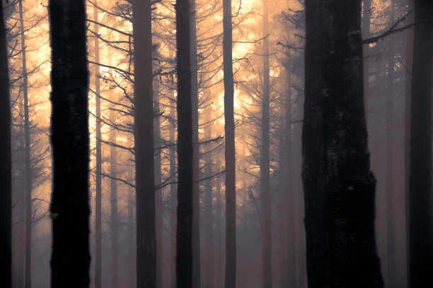 夕阳在森林里，看起来像森林大火图片下载