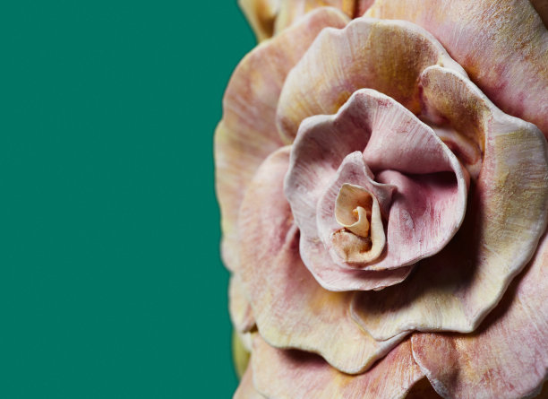 彩绘花卉宏图片下载