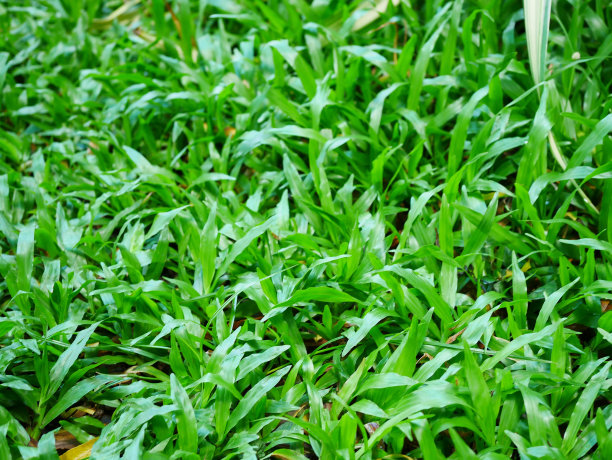 近距离观看美丽的绿草图片下载