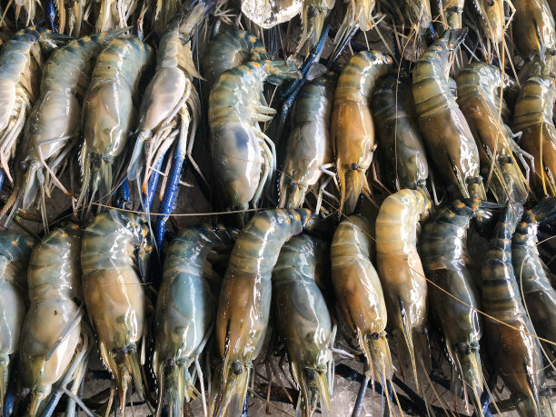 鲜嫩的海鲜在鱼市场的冰上。图片下载