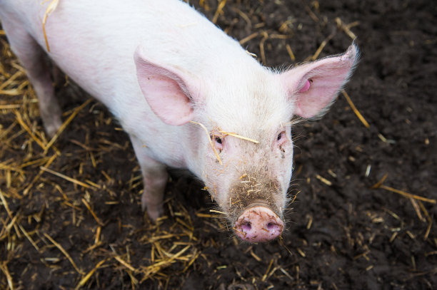 农场里的家猪图片下载