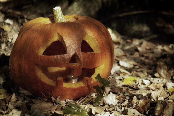 一个雕刻着脸的大南瓜。万圣节的象征在秋天的森林。可怕的假期照片。图片下载
