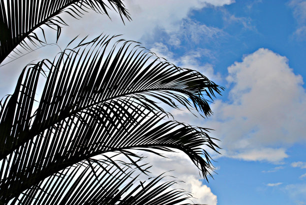 科苏梅尔棕榈细节图片下载