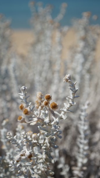 自然特写图片下载