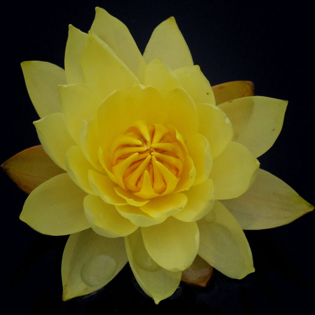 水礼来公司图片下载