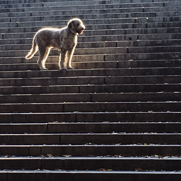 楼梯上的背光狗图片下载