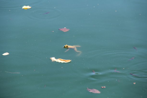 青蛙浮在水里图片下载