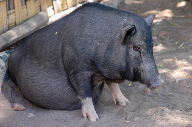 胖猪图片下载