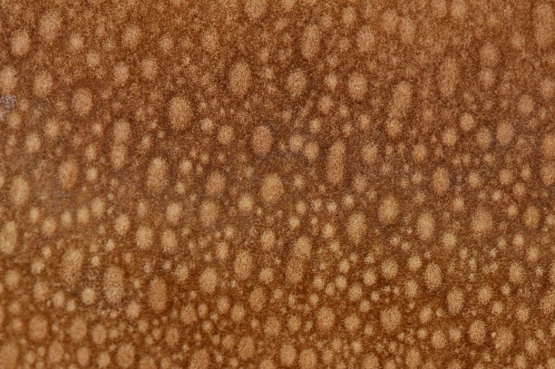 纹理蘑菇头分形图案抽象背景图片下载