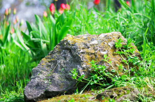 近景的装饰草坪在一个公园图片下载