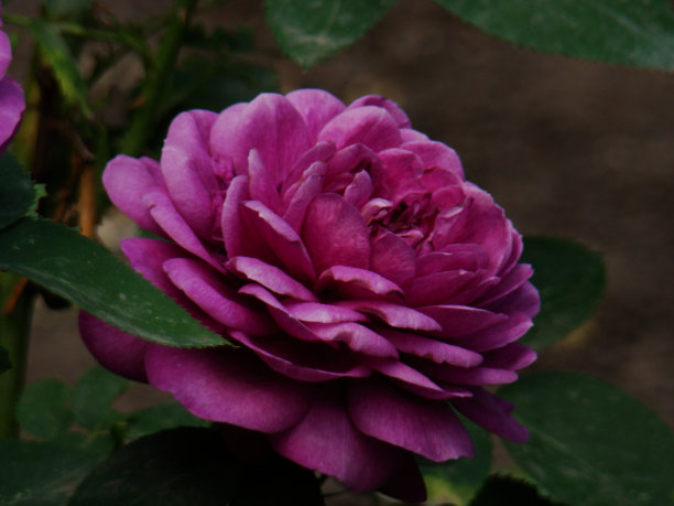 玫瑰、紫玫瑰。一张紫色玫瑰的照片。图片下载