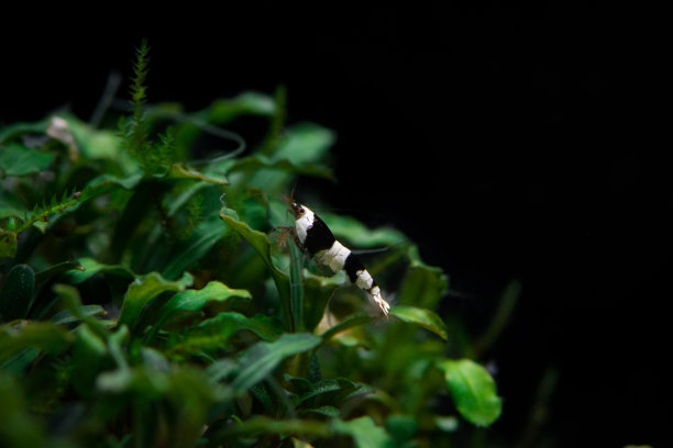 水晶黑虾坐在bucephalandra灌木上图片下载