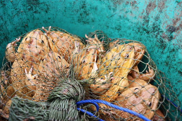 绿色背景的渔网中的青蛙群图片下载