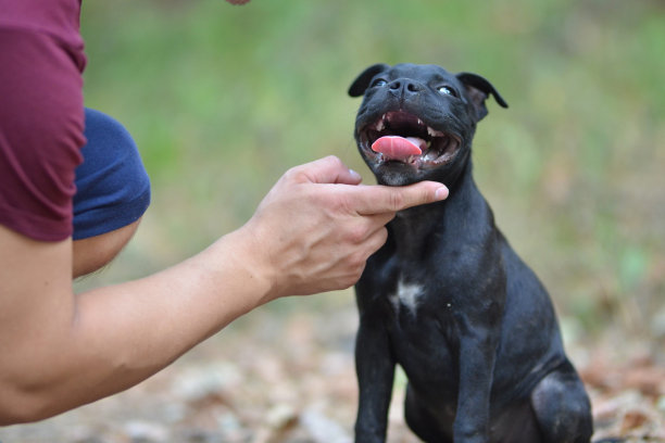 坐着的斯塔福德郡斗牛梗狗，肖像照片。图片下载