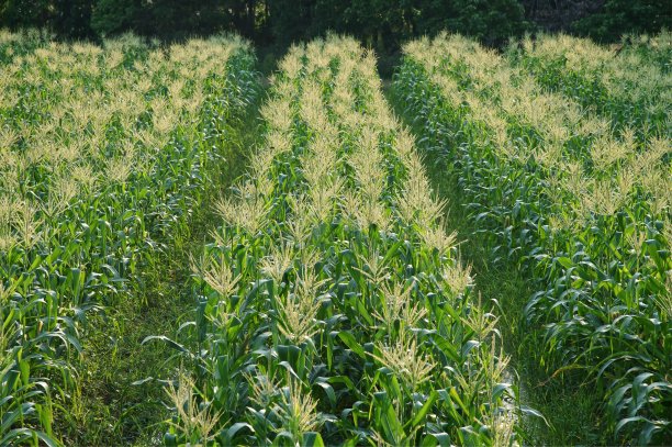 金色的花和绿色的叶子的玉米田:特写图片下载